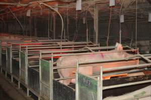 Farrowing crates - Captured at Unknown piggery, Woods Point SA Australia.