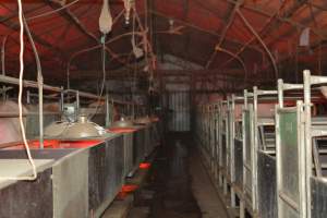 Farrowing crates - Captured at Unknown piggery, Woods Point SA Australia.