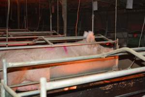 Farrowing crates - Captured at Unknown piggery, Woods Point SA Australia.