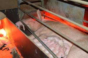 Farrowing crates - Captured at Unknown piggery, Woods Point SA Australia.