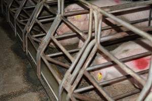 Sow stalls - Captured at Unknown piggery, Woods Point SA Australia.