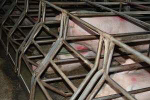 Sow stalls - Captured at Unknown piggery, Woods Point SA Australia.