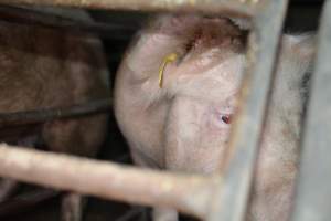 Sow in sow stalls - Captured at Unknown piggery, Woods Point SA Australia.