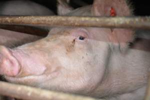 Sow stalls - Captured at Unknown piggery, Woods Point SA Australia.