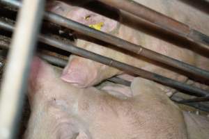 Sow stalls - Captured at Unknown piggery, Woods Point SA Australia.