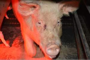 Sow in farrowing crates - Captured at Unknown piggery, Woods Point SA Australia.