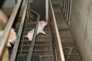 Piglet in farrowing crates - Captured at Unknown piggery, Woods Point SA Australia.