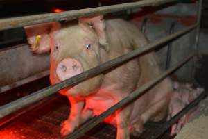 Farrowing crates - Captured at Unknown piggery, Woods Point SA Australia.