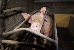 Farrowing crates at Ludale Piggery SA - Australian pig farming - Captured at Ludale Piggery, Reeves Plains SA Australia.