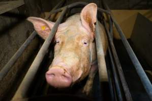 Farrowing crates at Ludale Piggery SA - Australian pig farming - Captured at Ludale Piggery, Reeves Plains SA Australia.