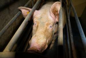 Farrowing crates at Ludale Piggery SA - Australian pig farming - Captured at Ludale Piggery, Reeves Plains SA Australia.