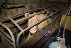 Farrowing crates at Ludale Piggery SA - Australian pig farming - Captured at Ludale Piggery, Reeves Plains SA Australia.