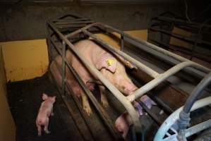 Farrowing crates at Ludale Piggery SA - Australian pig farming - Captured at Ludale Piggery, Reeves Plains SA Australia.