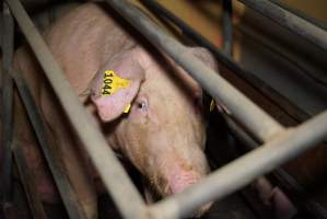 Farrowing crates at Ludale Piggery SA - Australian pig farming - Captured at Ludale Piggery, Reeves Plains SA Australia.