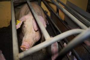 Farrowing crates at Ludale Piggery SA - Australian pig farming - Captured at Ludale Piggery, Reeves Plains SA Australia.