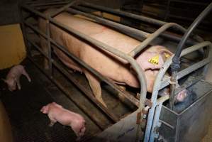 Farrowing crates at Ludale Piggery SA - Australian pig farming - Captured at Ludale Piggery, Reeves Plains SA Australia.