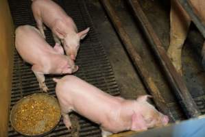 Farrowing crates at Ludale Piggery SA - Australian pig farming - Captured at Ludale Piggery, Reeves Plains SA Australia.