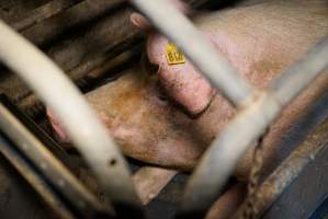 Farrowing crates at Ludale Piggery SA - Australian pig farming - Captured at Ludale Piggery, Reeves Plains SA Australia.