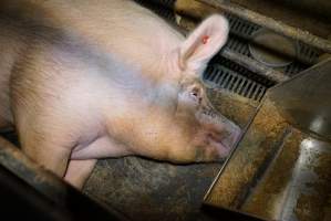 Farrowing crates at Ludale Piggery SA - Australian pig farming - Captured at Ludale Piggery, Reeves Plains SA Australia.