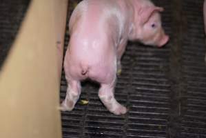 Farrowing crates at Ludale Piggery SA - Australian pig farming - Captured at Ludale Piggery, Reeves Plains SA Australia.