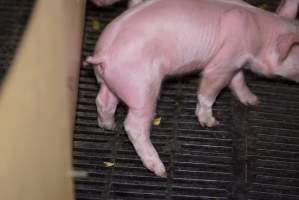 Farrowing crates at Ludale Piggery SA - Australian pig farming - Captured at Ludale Piggery, Reeves Plains SA Australia.