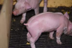 Farrowing crates at Ludale Piggery SA - Australian pig farming - Captured at Ludale Piggery, Reeves Plains SA Australia.