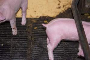 Farrowing crates at Ludale Piggery SA - Australian pig farming - Captured at Ludale Piggery, Reeves Plains SA Australia.