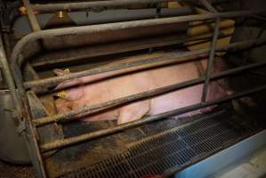 Farrowing crates at Ludale Piggery SA - Australian pig farming - Captured at Ludale Piggery, Reeves Plains SA Australia.