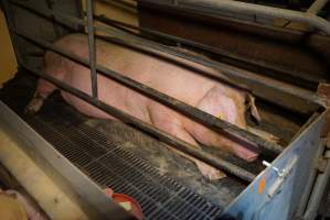 Farrowing crates at Ludale Piggery SA - Australian pig farming - Captured at Ludale Piggery, Reeves Plains SA Australia.