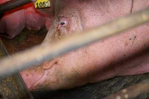 Farrowing crates at Ludale Piggery SA - Australian pig farming - Captured at Ludale Piggery, Reeves Plains SA Australia.