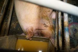 Farrowing crates at Ludale Piggery SA - Australian pig farming - Captured at Ludale Piggery, Reeves Plains SA Australia.