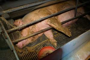 Farrowing crates at Ludale Piggery SA - Australian pig farming - Captured at Ludale Piggery, Reeves Plains SA Australia.