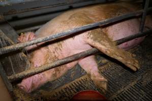 Farrowing crates at Ludale Piggery SA - Australian pig farming - Captured at Ludale Piggery, Reeves Plains SA Australia.