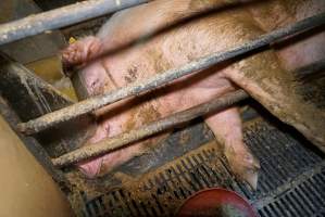 Farrowing crates at Ludale Piggery SA - Australian pig farming - Captured at Ludale Piggery, Reeves Plains SA Australia.