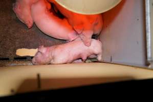 Farrowing crates at Ludale Piggery SA - Australian pig farming - Captured at Ludale Piggery, Reeves Plains SA Australia.