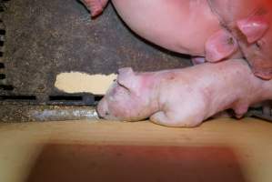 Farrowing crates at Ludale Piggery SA - Australian pig farming - Captured at Ludale Piggery, Reeves Plains SA Australia.