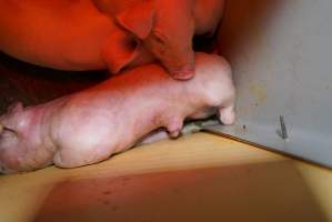 Farrowing crates at Ludale Piggery SA - Australian pig farming - Captured at Ludale Piggery, Reeves Plains SA Australia.