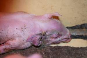 Farrowing crates at Ludale Piggery SA - Australian pig farming - Captured at Ludale Piggery, Reeves Plains SA Australia.