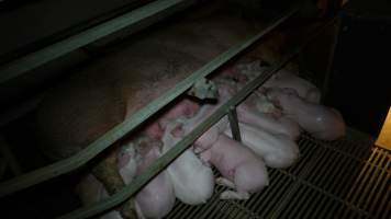 Farrowing crates - Australian pig farming - Captured at Toolleen Breeder, Knowsley VIC Australia.