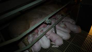 Farrowing crates - Australian pig farming - Captured at Toolleen Piggery, Knowsley VIC Australia.