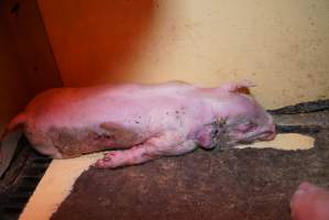 Farrowing crates at Ludale Piggery SA - Australian pig farming - Captured at Ludale Piggery, Reeves Plains SA Australia.