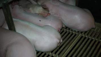 Farrowing crates - Australian pig farming - Captured at Toolleen Piggery, Knowsley VIC Australia.