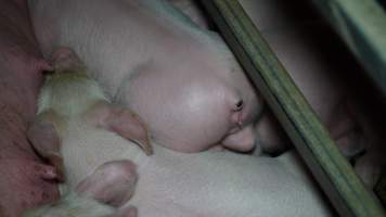 Farrowing crates - Australian pig farming - Captured at Toolleen Piggery, Knowsley VIC Australia.