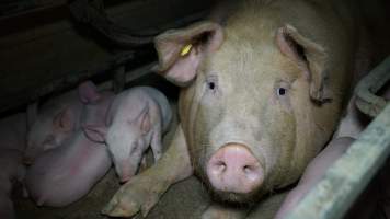 Farrowing crates - Australian pig farming - Captured at Toolleen Piggery, Knowsley VIC Australia.