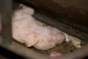 Farrowing crates at Ludale Piggery SA - Australian pig farming - Captured at Ludale Piggery, Reeves Plains SA Australia.