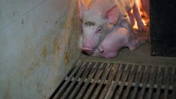 Farrowing crates - Australian pig farming - Captured at Toolleen Piggery, Knowsley VIC Australia.