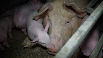 Farrowing crates - Australian pig farming - Captured at Toolleen Piggery, Knowsley VIC Australia.