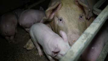 Farrowing crates - Australian pig farming - Captured at Toolleen Piggery, Knowsley VIC Australia.