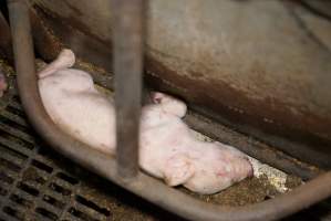 Farrowing crates at Ludale Piggery SA - Australian pig farming - Captured at Ludale Piggery, Reeves Plains SA Australia.