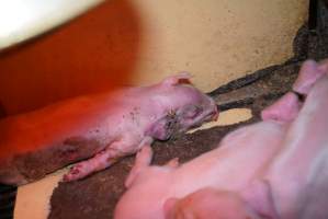 Farrowing crates at Ludale Piggery SA - Australian pig farming - Captured at Ludale Piggery, Reeves Plains SA Australia.